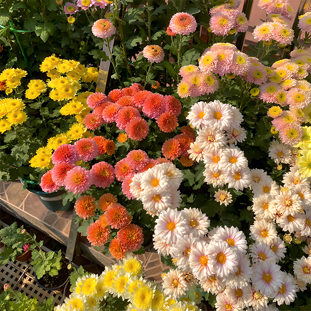 🌼Small Chrysanthemum Mixed Variety Seeds-Plantjoyfarm-Garden Seeds