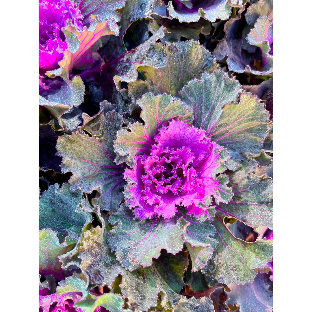 Ornamental Kale Seeds - Mix-Plantjoyfarm-Flower Seeds,Vegetable Seeds