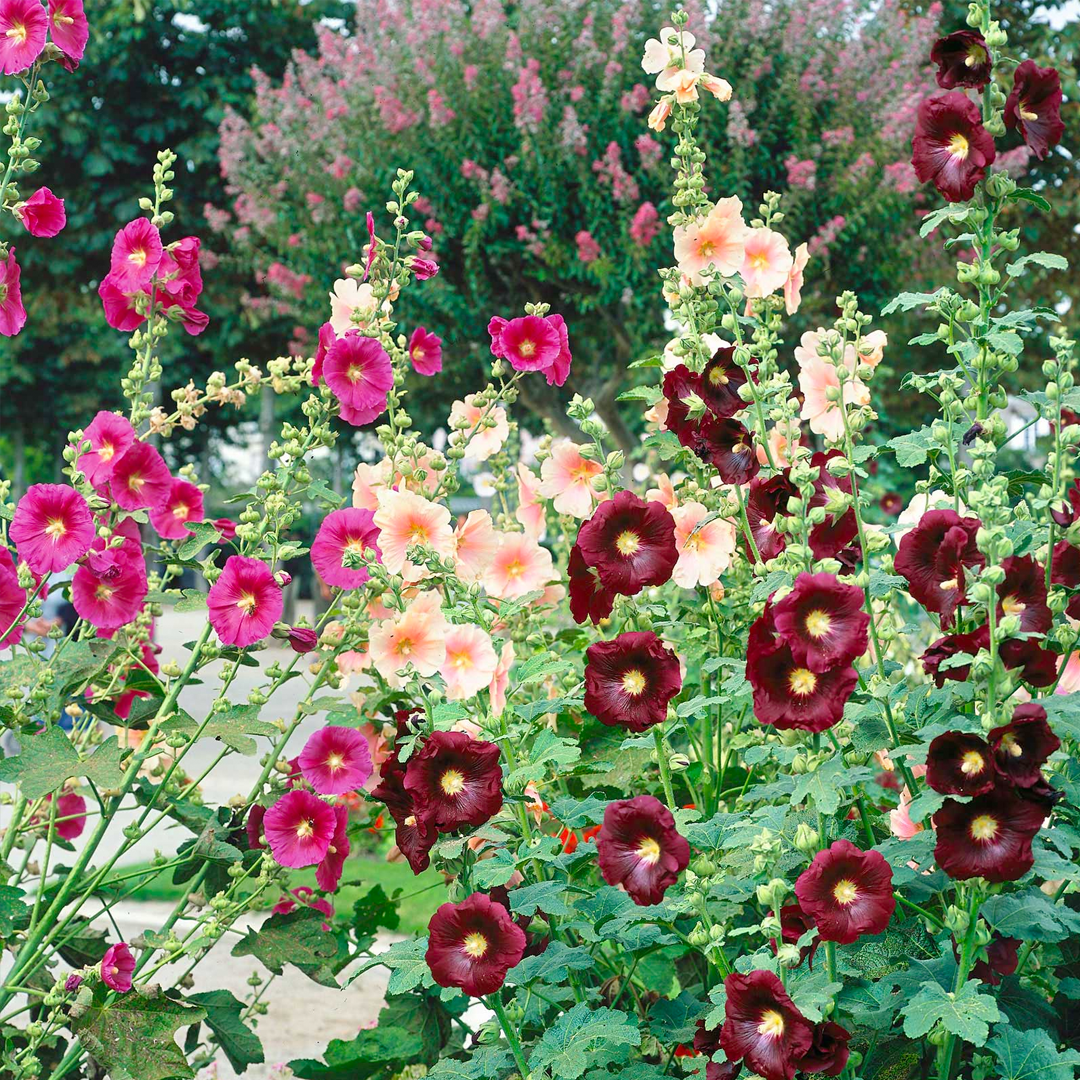 Hollyhock Seeds - Single Mix-Plantjoyfarm-Flower Seeds