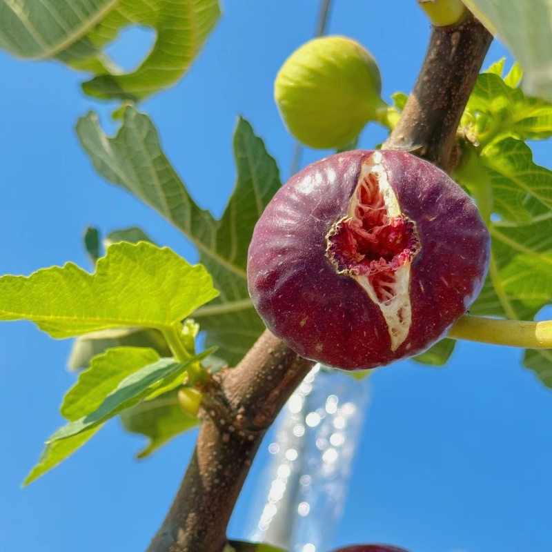 🍑Super Giant Fig Tree Seeds - The Sweetness of a Peach in Every Bite! 🌟-Plantjoyfarm-