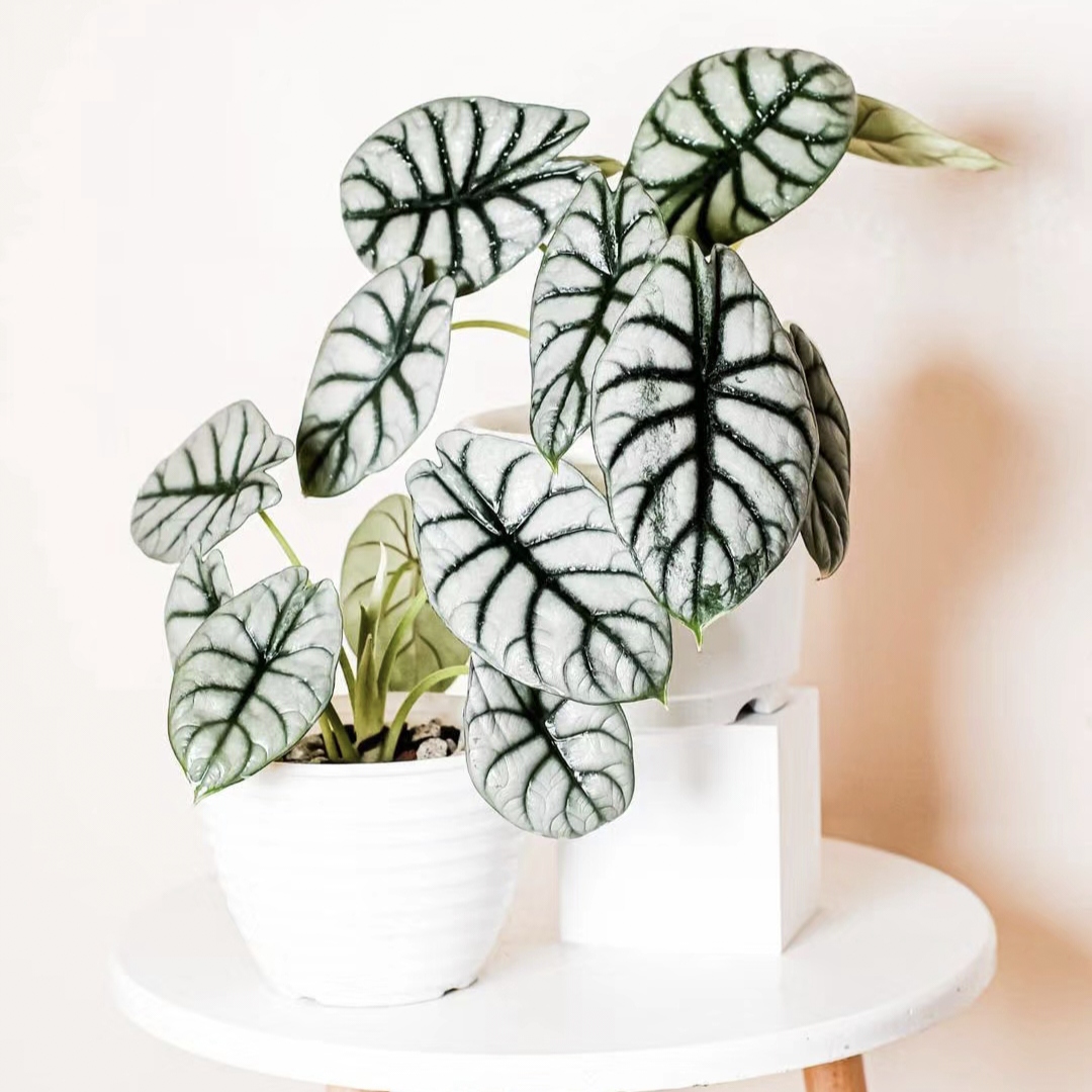 Alocasia baginda 'Silver Dragon' RARE Indoor and Outdoor Live Tropical House Plant-Plantjoyfarm-Garden Seeds,Flowers Seeds,best selling