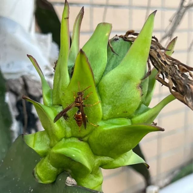 Multi-colored Dragon Fruit Seeds-Plantjoyfarm-Fruit Seeds,best selling