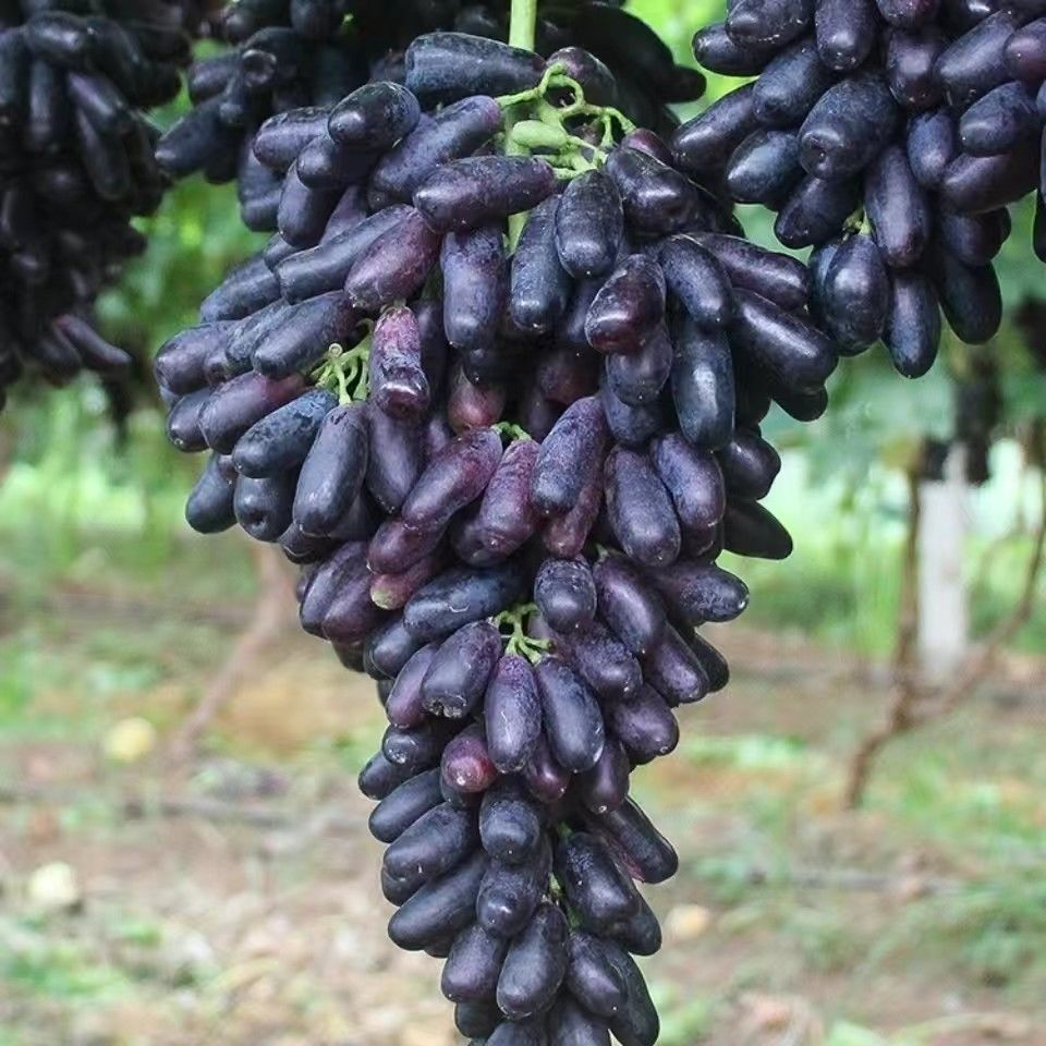 🔥Last Day 50% OFF- High-Quaility Sapphire Grapes Seeds- 98% Germination-Plantjoyfarm-Fruit Seeds