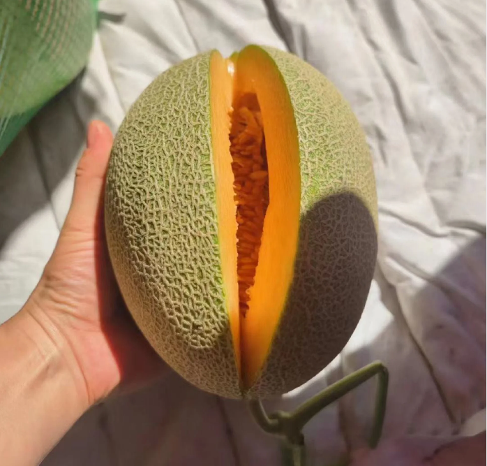 Reticulated Cantaloupe Seeds-Plantjoyfarm-Fruit Seeds,best selling
