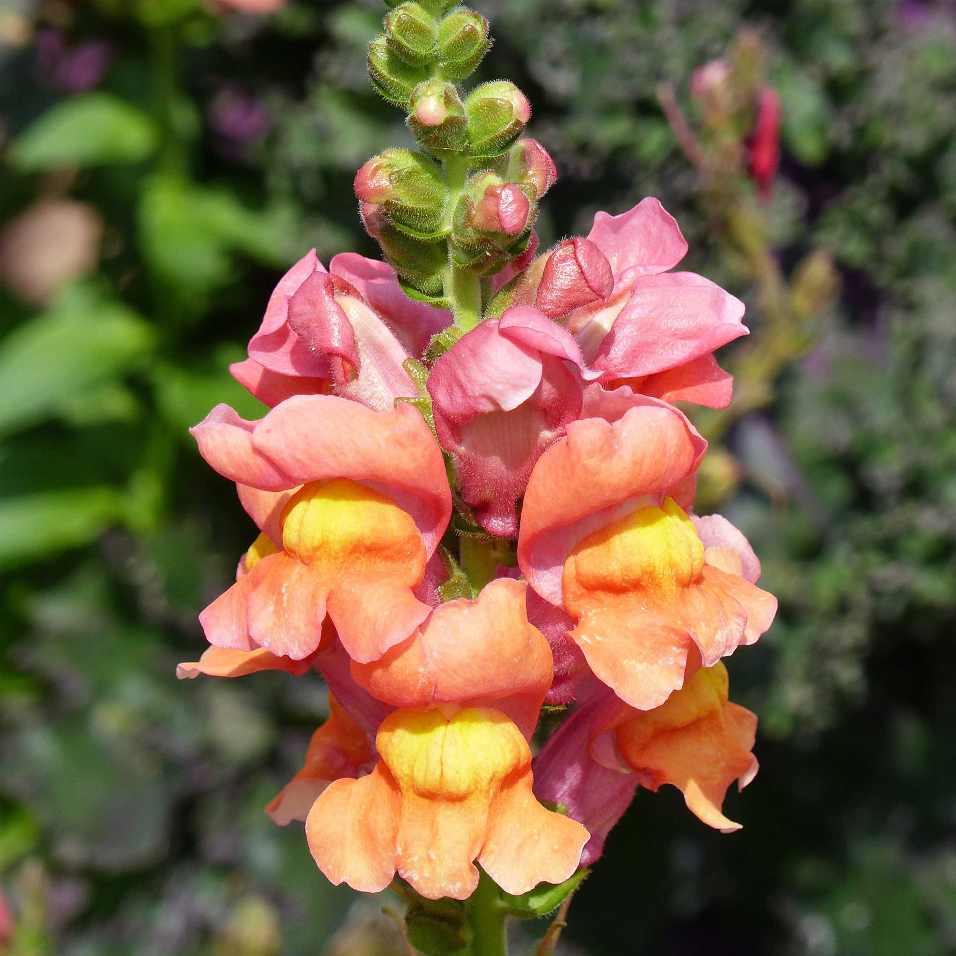 Snapdragon Seeds - Rocket Bronze-Plantjoyfarm-Flower Seeds,Partial Shade