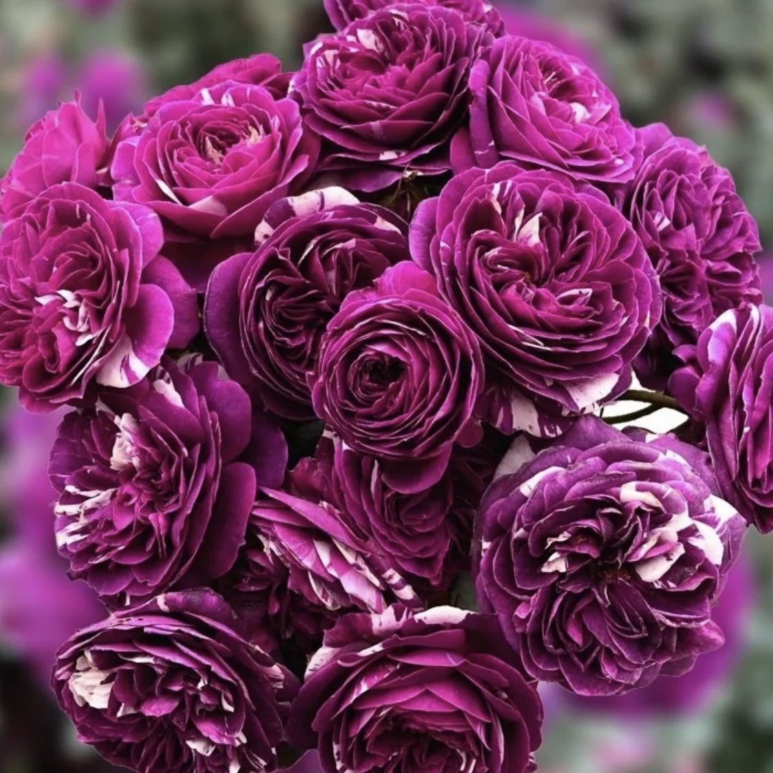 Rose “Scented Jewel-Plantjoyfarm-Flowers Seeds,Garden Seeds,Rose seeds,best selling