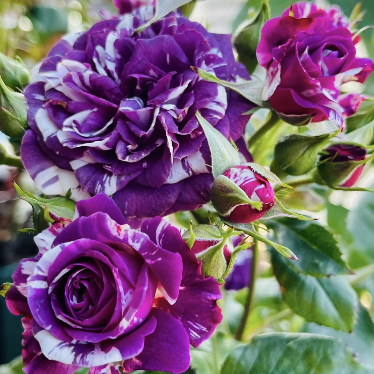 Rose “Scented Jewel-Plantjoyfarm-Flowers Seeds,Garden Seeds,Rose seeds,best selling