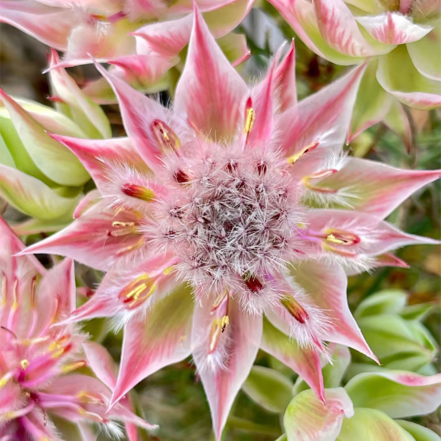 Rare Serruria florida Seeds - Blushing Bride-Plantjoyfarm-Flowers Seeds,Garden Seeds,best selling
