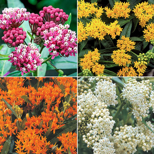 Asclepias Collection-Plantjoyfarm-Flower Seeds,Garden Seeds,best selling