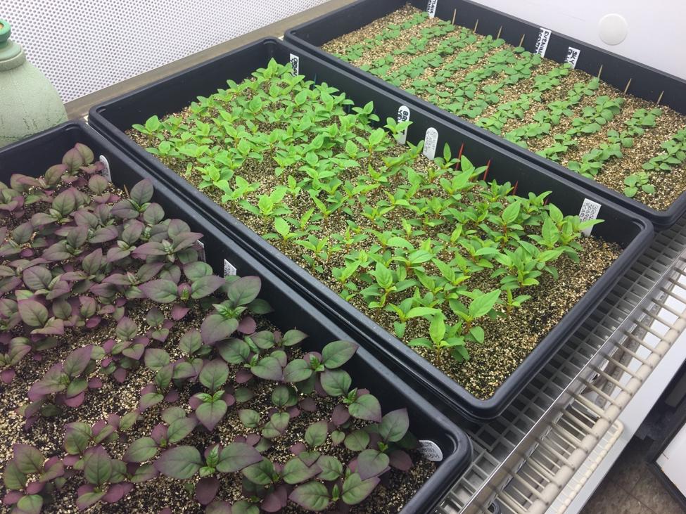 Yard and Garden: Start Seeds with the Right Supplies | News