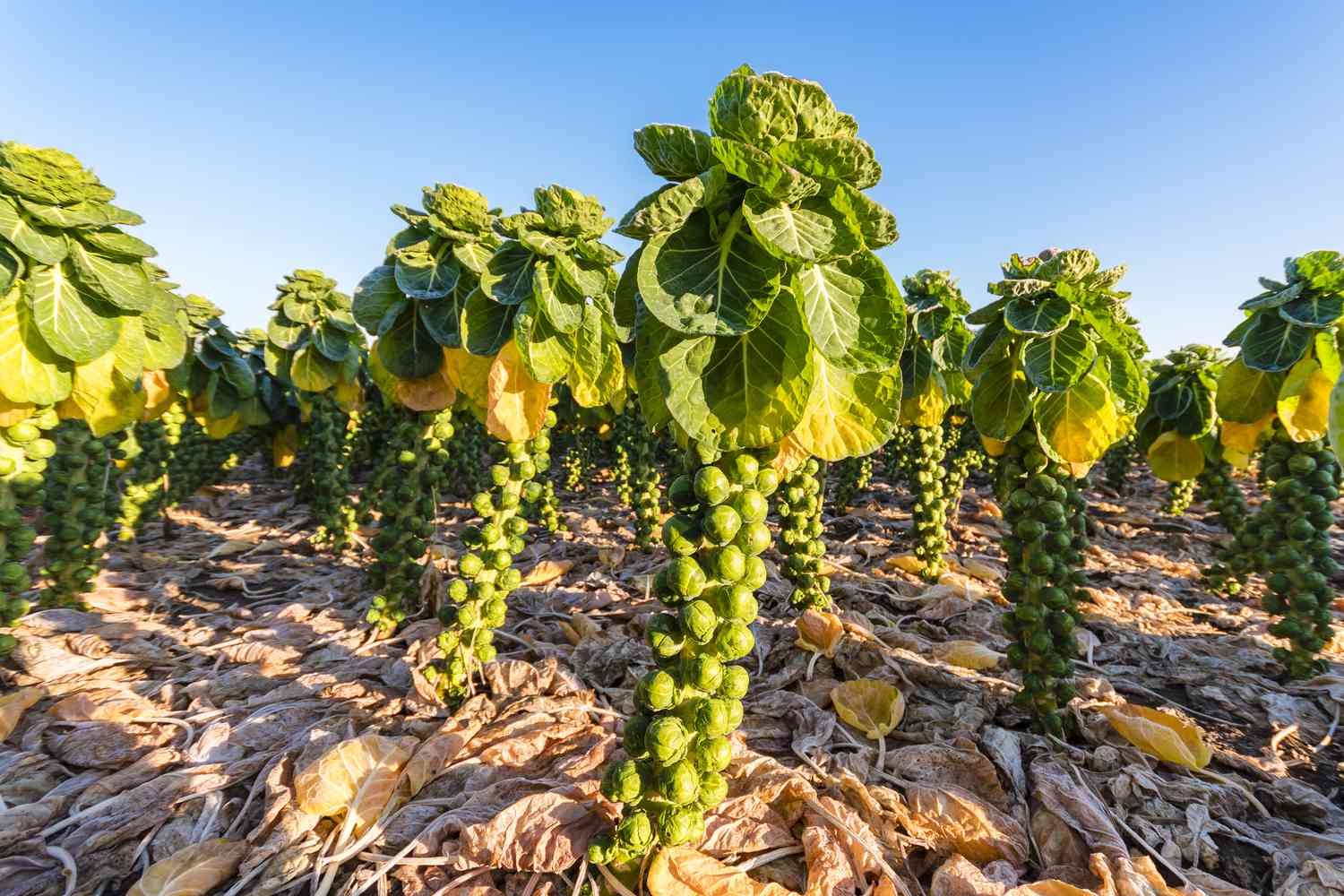 Brussels Sprout Seeds - Rare Heirloom Brussel Sprout Seeds-Plantjoyfarm-Vegetable Seeds,best selling