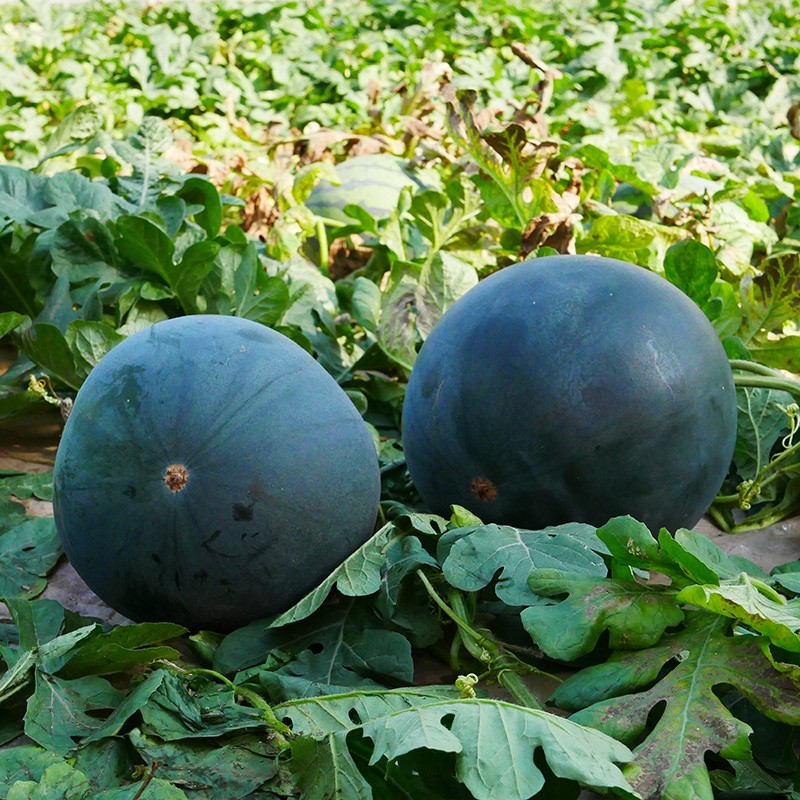 Black Crown Watermelon Seeds-Plantjoyfarm-