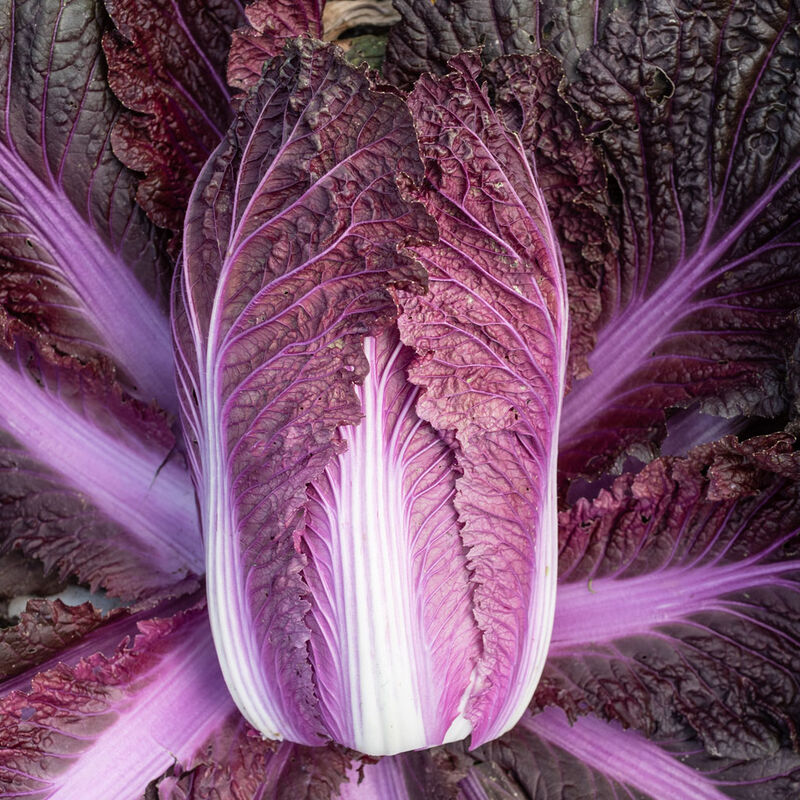 Merlot (F1) Chinese Cabbage Seed-Plantjoyfarm-Vegetable Seeds,best selling