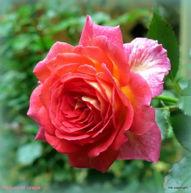 Gold Red Rose Seeds-Plantjoyfarm-Flowers Seeds,Garden Seeds,Rose seeds,best selling