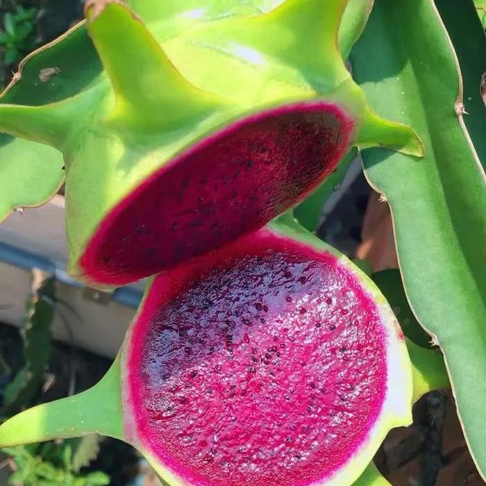 Multi-colored Dragon Fruit Seeds-Plantjoyfarm-Fruit Seeds,best selling