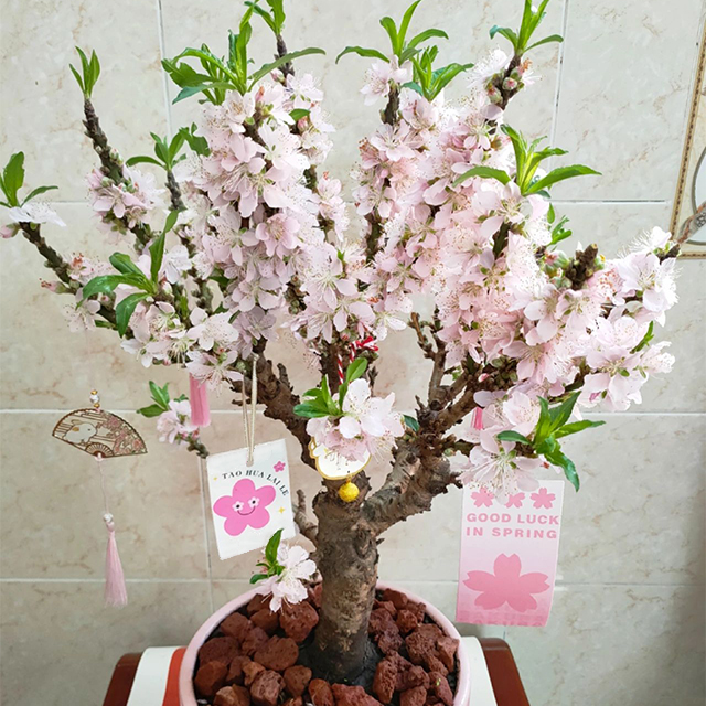 Peach Blossom Bonsai Houseplant Seeds-Plantjoyfarm-Garden Seeds,Fruit Seeds,best selling