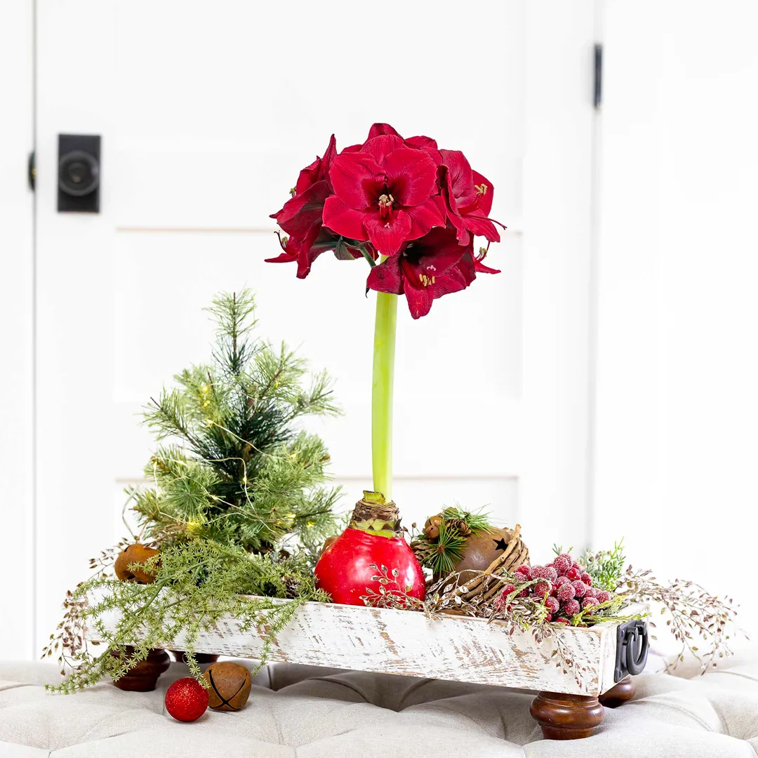 Rare Amaryllis Bulbs