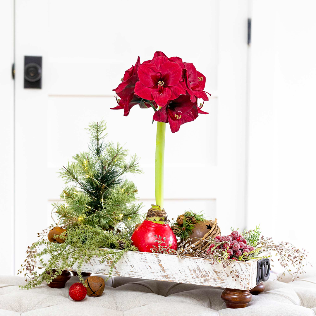 Amaryllis Bulbs - Easy-Care Red Wax with Red Blooms-Plantjoyfarm-flower bulb,Flower Seeds