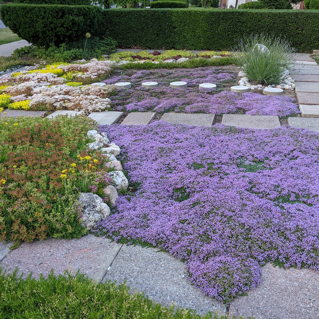 Creeping Thyme Seeds-Plantjoyfarm-Flower Seeds