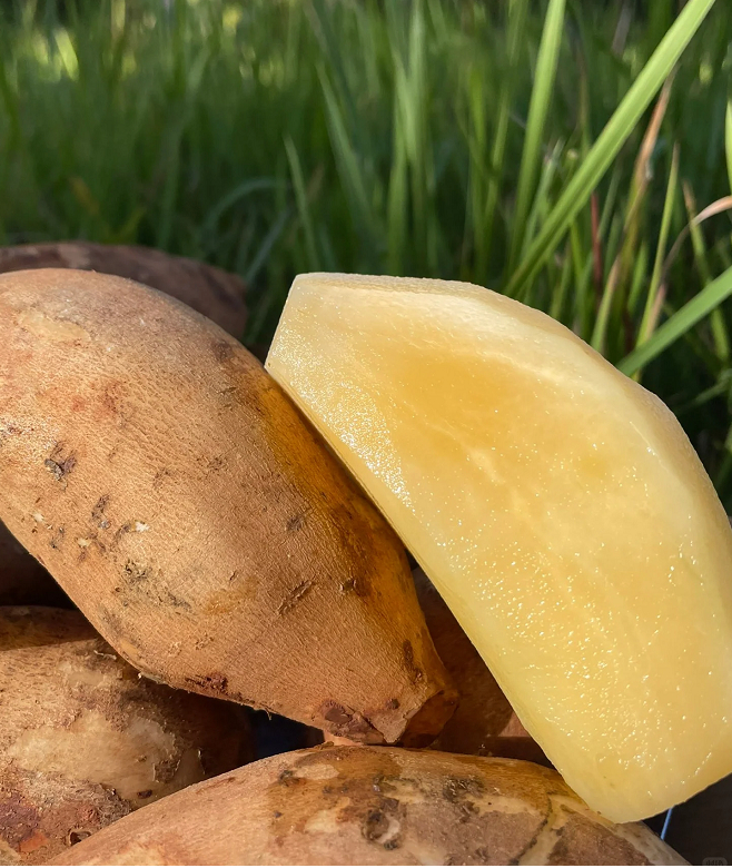 YACON FRUIT SEEDS-Plantjoyfarm-