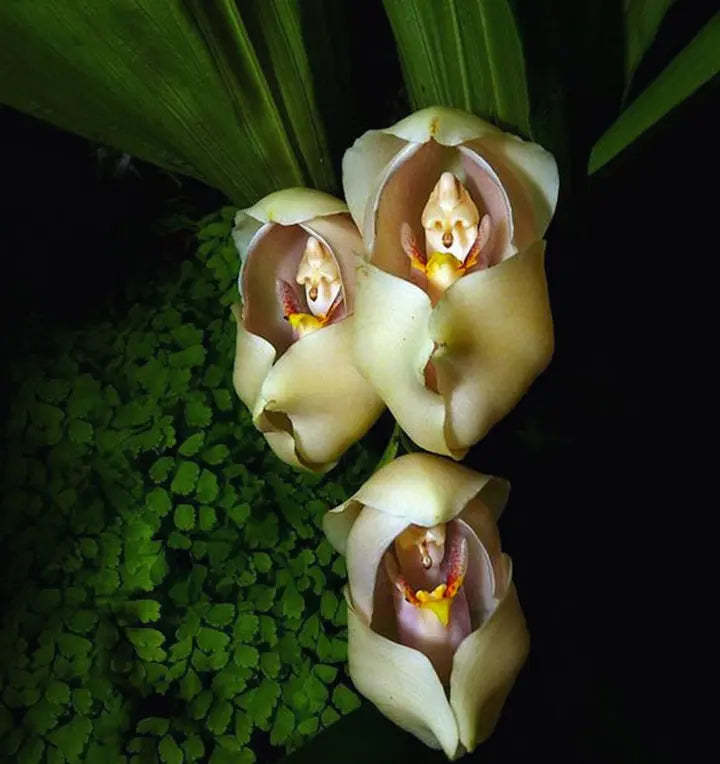 30pcs Swaddled Babies Orchid Seeds-Plantjoyfarm-Flower Seeds,Garden Seeds,best selling