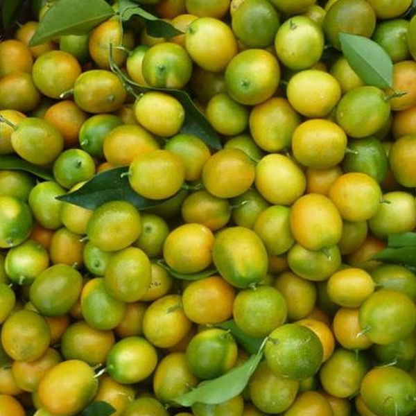 Clementine Mandarin Fruit Tree Seeds-Plantjoyfarm-Fruit Seeds,new,Orange