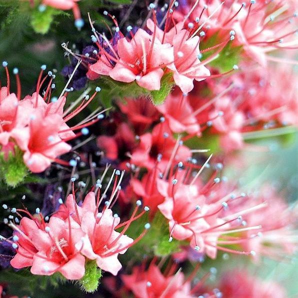 TOWER OF JEWELS Red Bugloss Echium Wildpretii Ruby Hummingbird Flower Seeds *Flat Shipping-Plantjoyfarm-Flower Seeds,Garden Seeds,best selling
