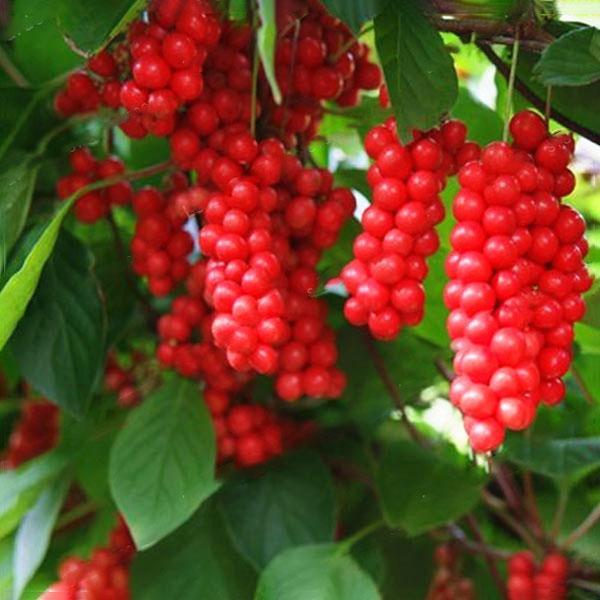 Egrow 50Pcs(100Pcs)/Pack Schisandra Seeds Chinese Magnolia Vine Edible Garden Fruit Tree Seed DIY Plants-Plantjoyfarm-Fruit Seeds