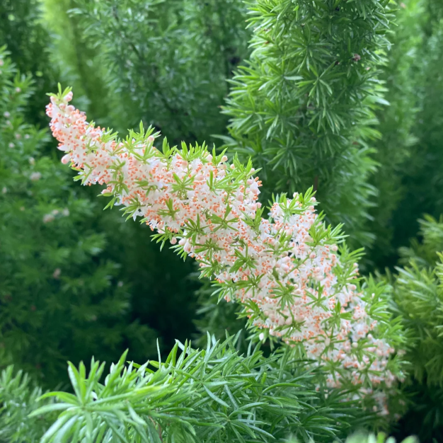 🦊Fox Tail-Plantjoyfarm-best selling,Garden Seeds