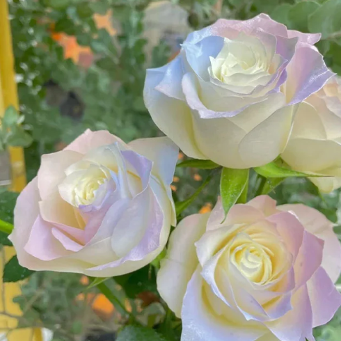 Rare Seeds - Datura Langaros Roses of the Western Regions-Plantjoyfarm-Flowers Seeds,Garden Seeds,best selling,Rare Rose