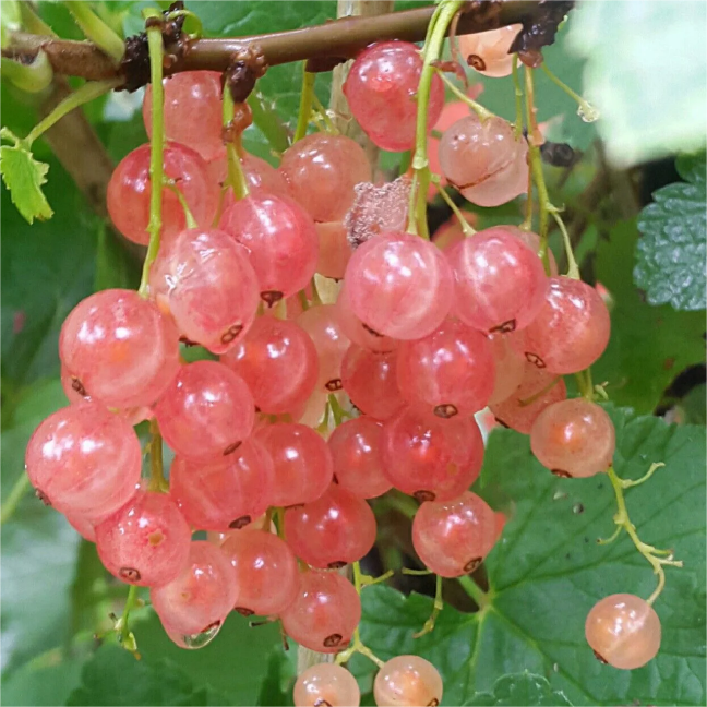 Multicolor Gooseberry Seeds-Plantjoyfarm-Fruit Seeds