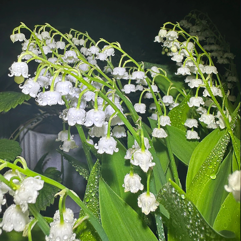 Lily of the Valley Roots-Plantjoyfarm-Flower Seeds
