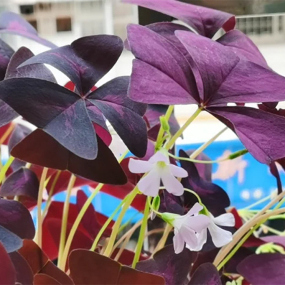 Oxalis Triangularis Purple Shamrock Good Luck Plant-Plantjoyfarm-Garden Seeds,2303,best selling