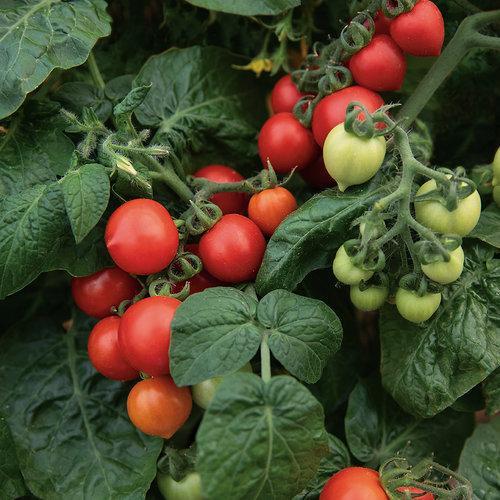 Tempting Tomatoes - Goodhearted-Plantjoyfarm-Fruit Seeds