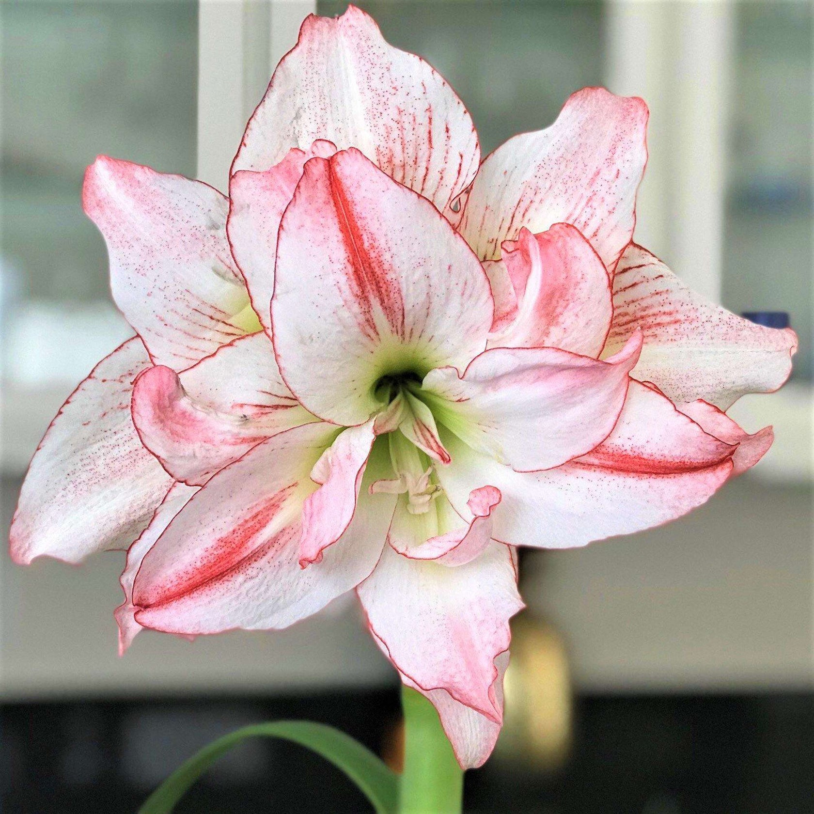 Rare Amaryllis Bulbs