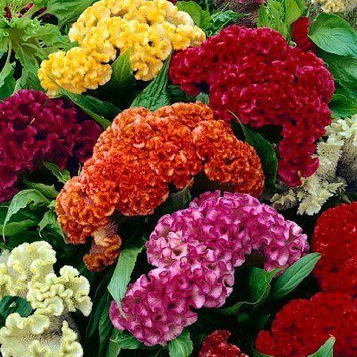 500 Pcs Cockscomb Celosia Seeds-Plantjoyfarm-Flower Seeds