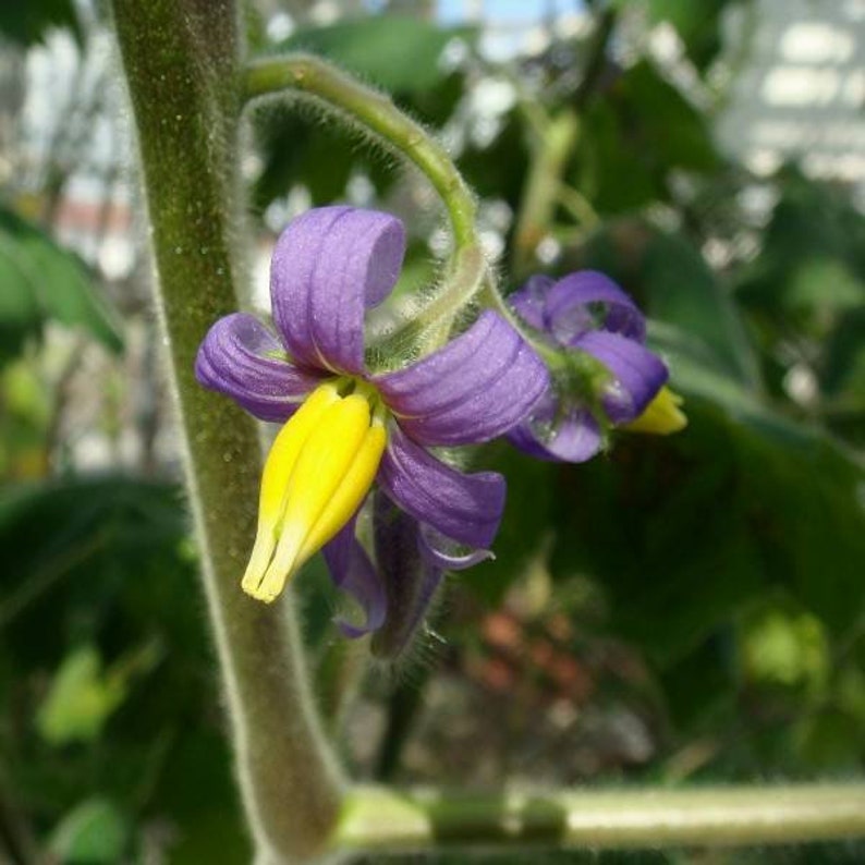 Nipple Fruit Seeds ~ Cow's Udder ~ Titty Fruit ~ Apple of Sodom (Solanum mammosum) ~ Nipplefruit Bizarre Fruit in the Solanum Family-Plantjoyfarm-new,vegetable