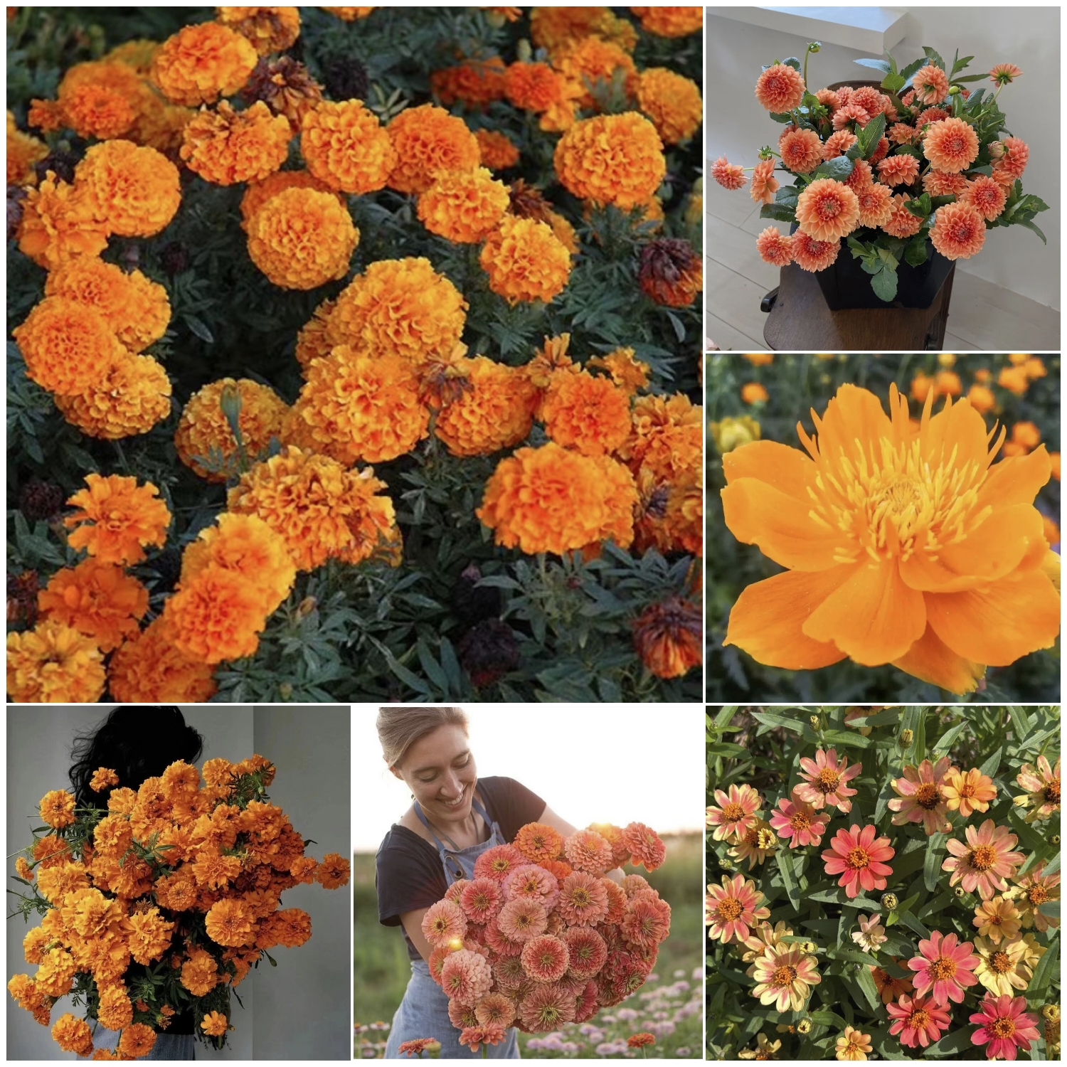 Orange You Glad - Orange Flower Seed Mix-Plantjoyfarm-Flower Seeds,Garden Seeds,best selling