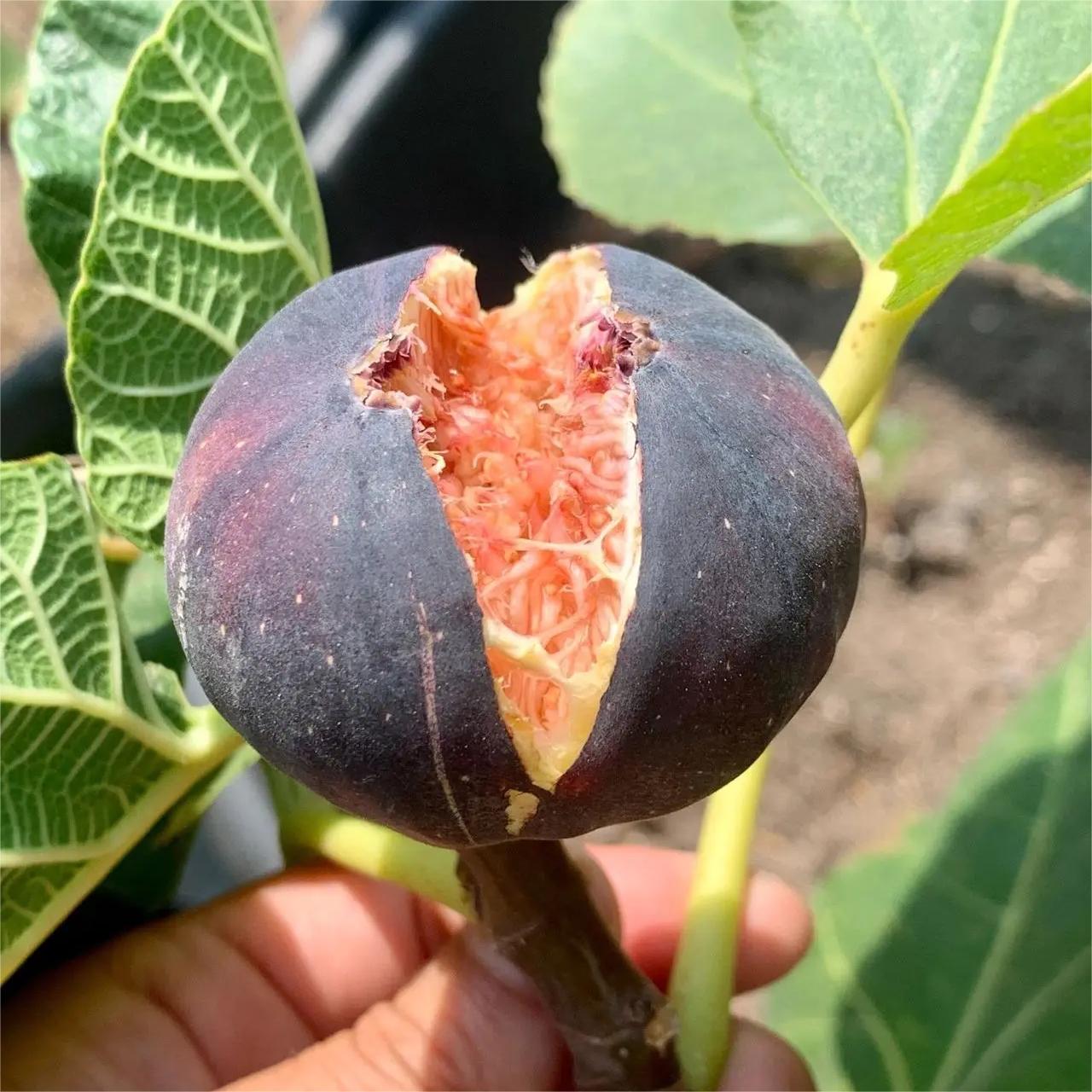 Rainbow Figs Seeds-Plantjoyfarm-