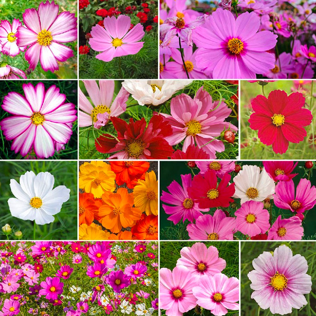Crazy For Mixed Cosmos Flower Seed-Plantjoyfarm-Flower Seeds