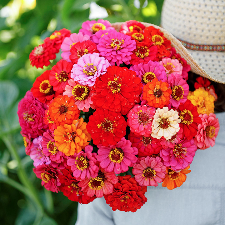 🌺Double Dwarf Zinnia Seeds-Plantjoyfarm-Garden Seeds,best selling
