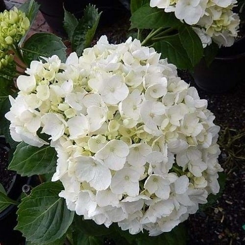 🔥Last Day 49%OFF - Colorful Giant Hydrangea Seeds-Perennial Flower Seeds