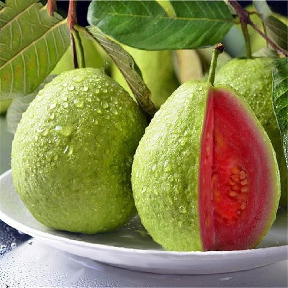 Tropical Strawberry Guava Organic Pink Guava Seeds-Plantjoyfarm-Fruit Seeds,best selling