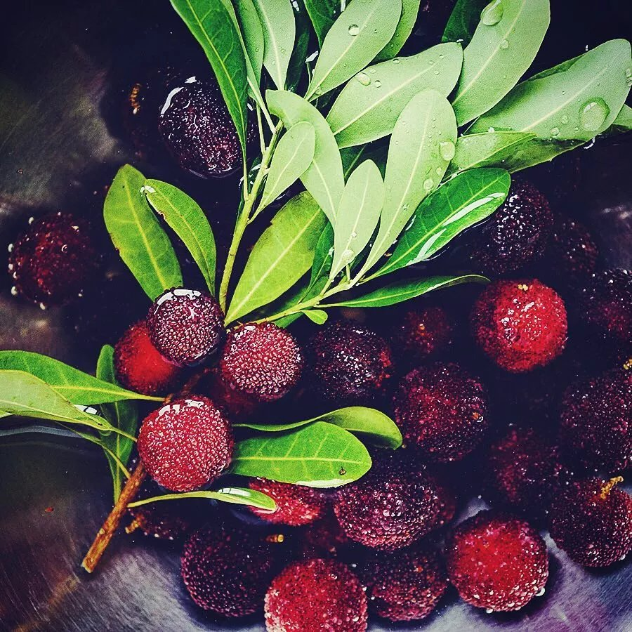 Himalayan Bayberry (Kaphal) Seeds-Plantjoyfarm-