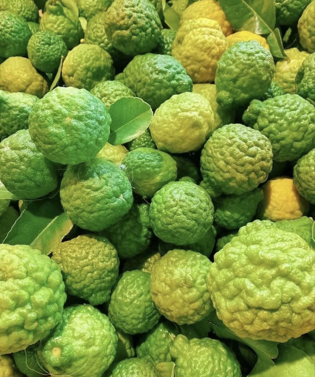 High Survival Rate Lemon Tree Seeds-Plantjoyfarm-Fruit Seeds,Lemon