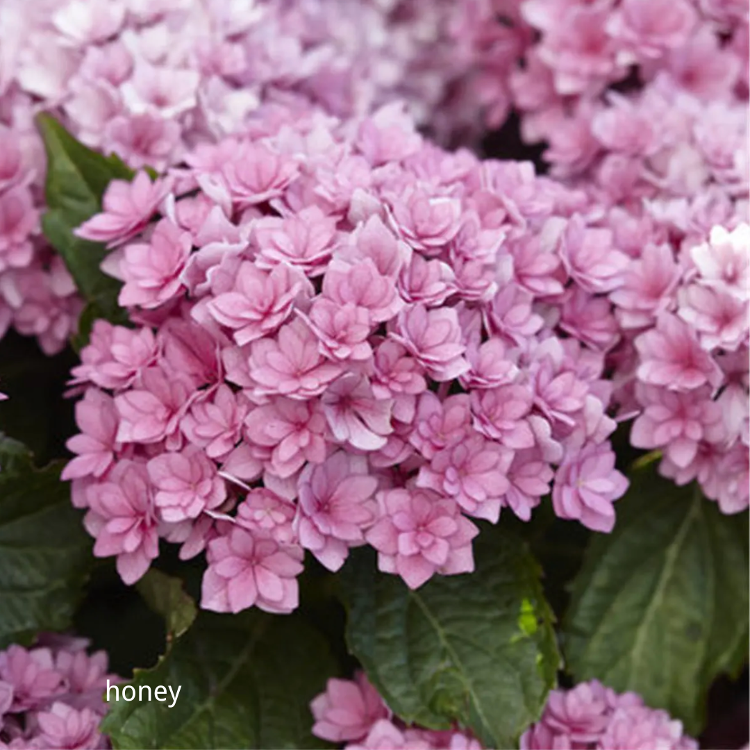 80 Pcs Hydrangea Seeds-Plantjoyfarm-Hydrangea