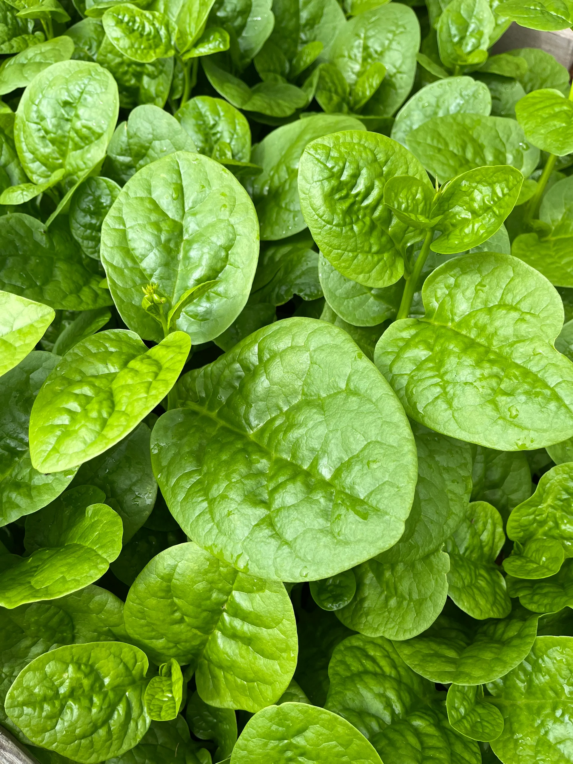 Basella Alba Seeds-Plantjoyfarm-Vegetable Seeds,best selling