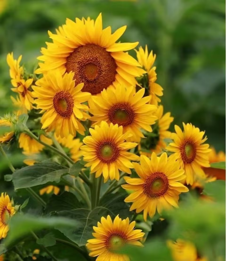 Multi-headed sunflower seeds-Plantjoyfarm-Sunflower Seeds,best selling