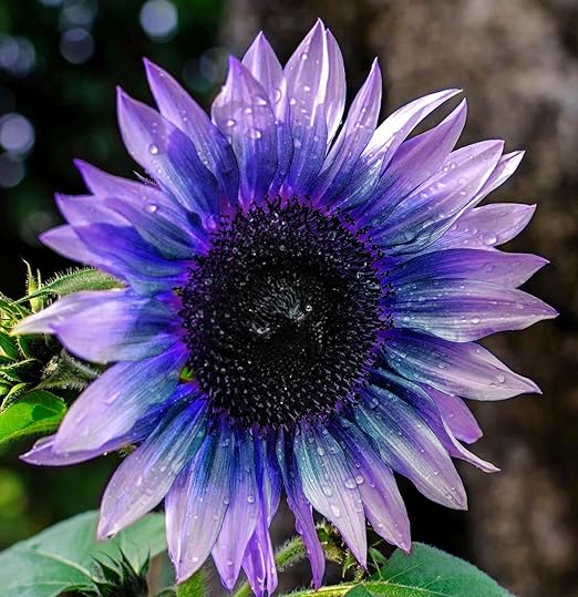 Sunflower Seeds For Planting Rare Multi Color Garden Seeds Sunflowers-Plantjoyfarm-Garden Seeds,Sunflower Seeds,best selling