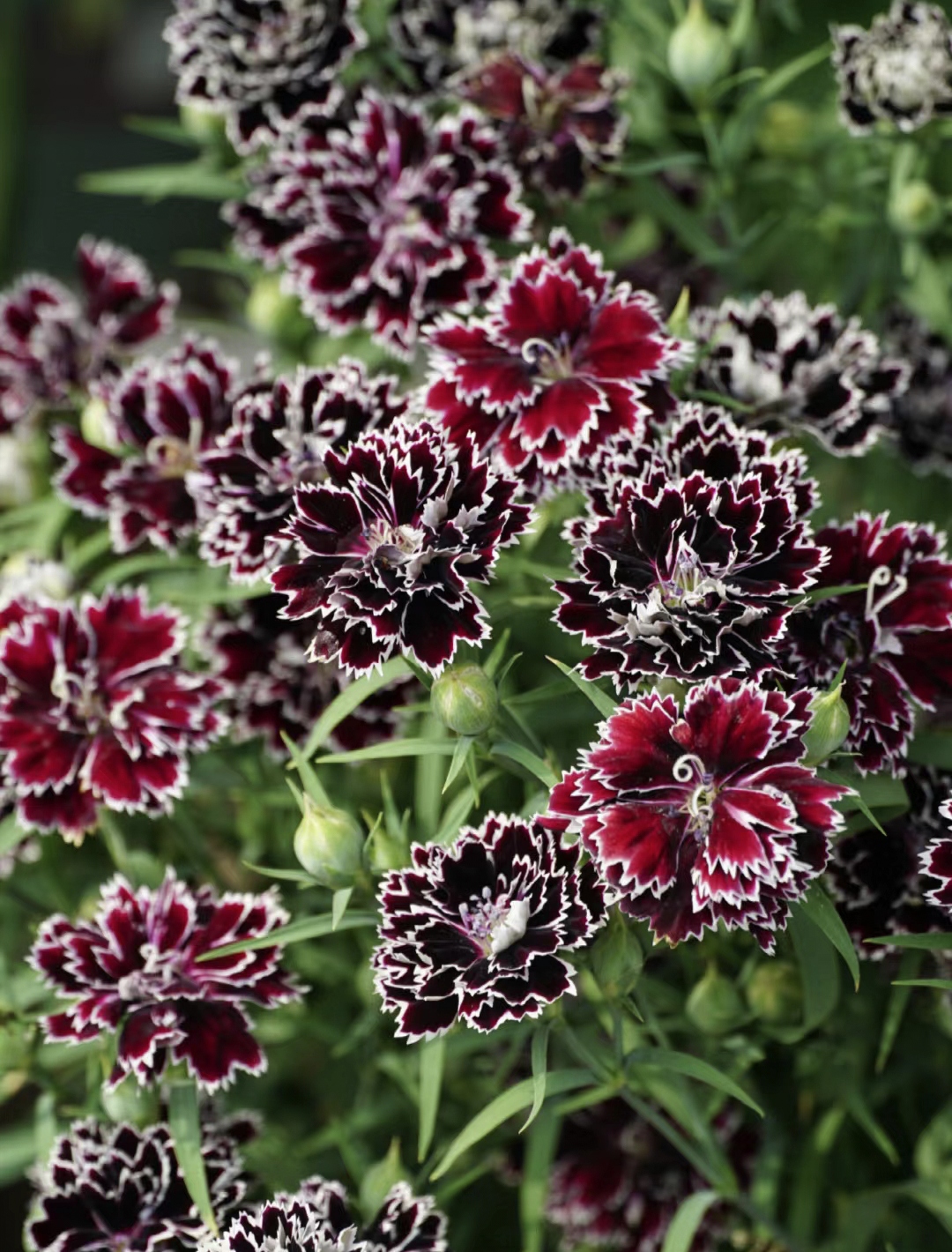 Dianthus Heddewigii Black White Carnation Flower Seed, Dianthus Flower, Natural, Non GMO, Heirloom-Plantjoyfarm-Flower Seeds,Garden Seeds,best selling
